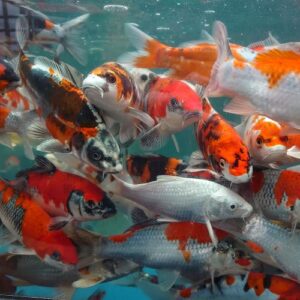 Japanese Tosai Koi Carp 6-8"