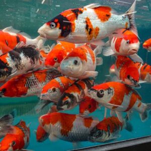 Japanese Koi Carp 8"