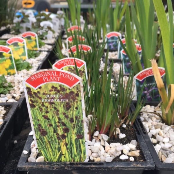 Juncus ensifolius 1 Litre