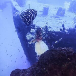 Juvenile Emperor Angelfish - Pre-Order