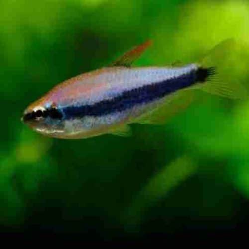 Blue Emperor Tetra