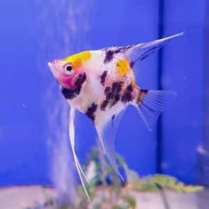 Koi Angelfish