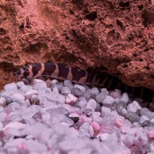 Kuhli Loach
