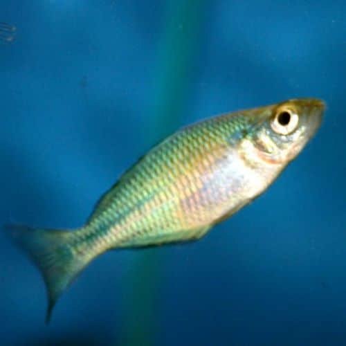 Lake Kutubu Rainbowfish