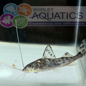 Large Pictus Catfish