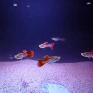 Laser Beam Guppy