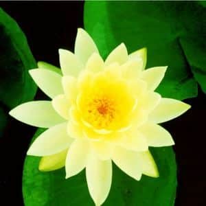 Lemon Mist Water Lily 4 Litre
