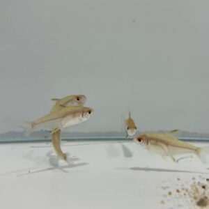Lemon Tetra