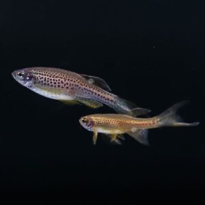 Leopard Danio