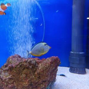 Pacific Lipstick Tang
