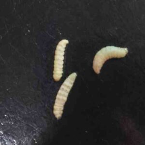 Live Waxworms Reptile Food