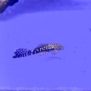 Longfin Bristlenose Pleco