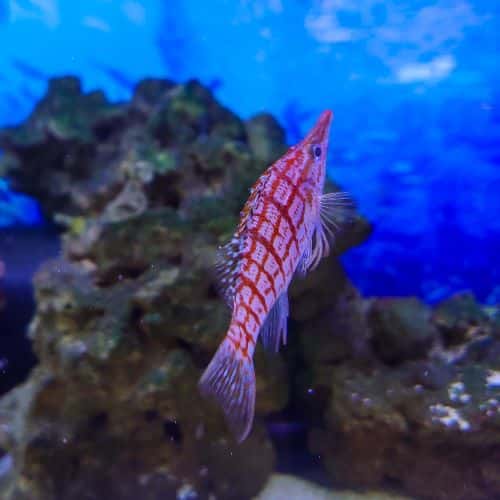 Longnose Hawkfish Medium