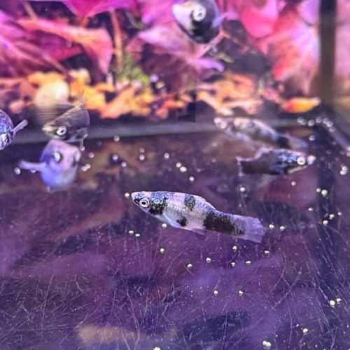 Marble Swordtail