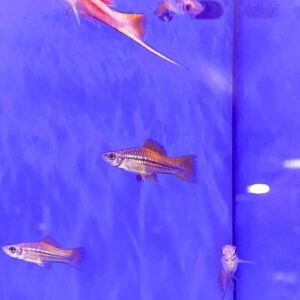 Marigold Swordtail