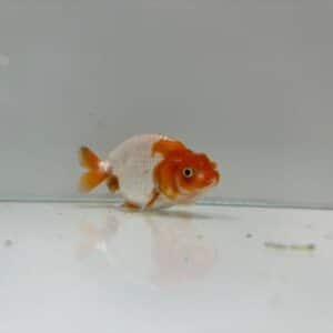 Assorted Ranchu Small