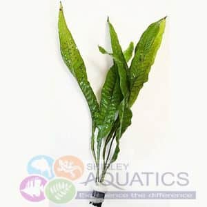 Microsorum Pteropus Java Fern Bunched Aquarium