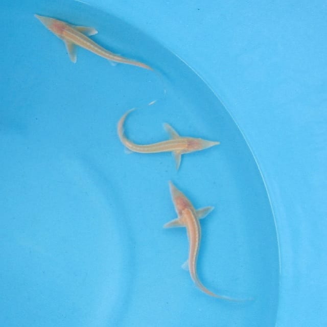 Gold / Albino Sterlet 6-8"