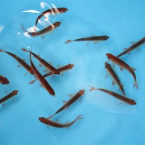 Golden Rudd 3-4"