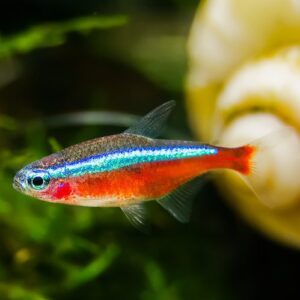 Neon Tetra Large
