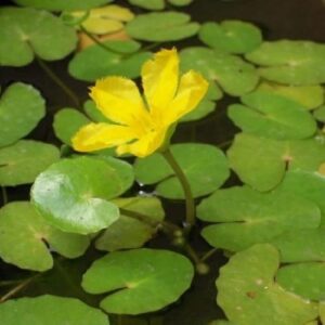 Nymphoides Peltata 1 Litre