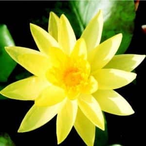 Odorata Sulphurea Water Lily 3 Litre