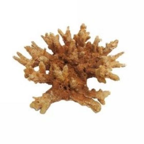 Orange Coral Ornament