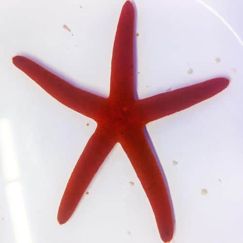 Orange Finger Starfish