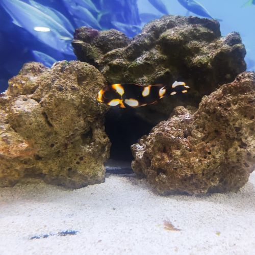 Oriental Sweetlips Juvenile