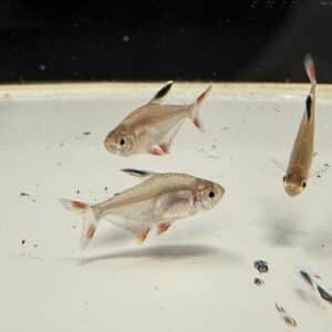 Ornate Tetra