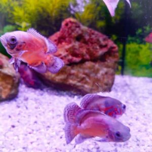 Red Oscar Small