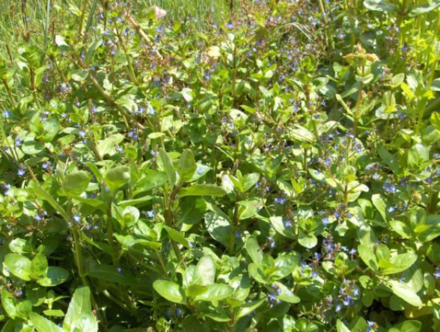 Veronica Beccabunga 1 Litre