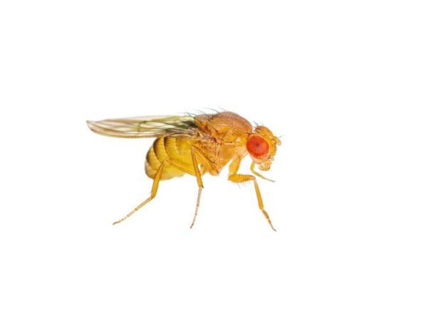 Live Golden Fruit Fly Culture Reptile Food - Image 2