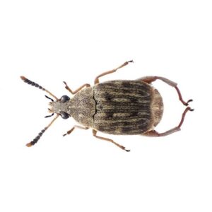 Live Bean Weevil Culture Reptile Food