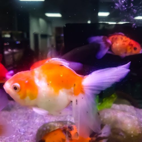 Assorted Oranda Fancy Goldfish Medium