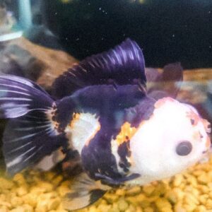 Tri-Colour Oranda Fancy Golfish Small