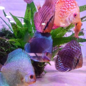 Stendker Discus