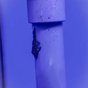 Starlight Pleco L183