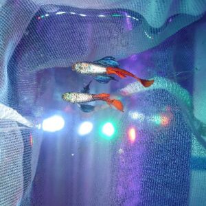 Dumbo Platinum Red Tail Guppy Pair