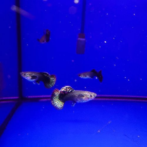 Red Dragon BDS HM Guppy Pair - Image 2