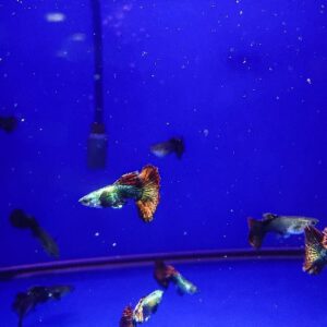 Red Dragon BDS HM Guppy Pair