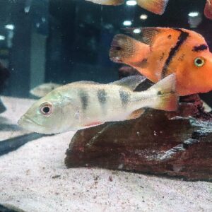 Monoculus Peacock Bass