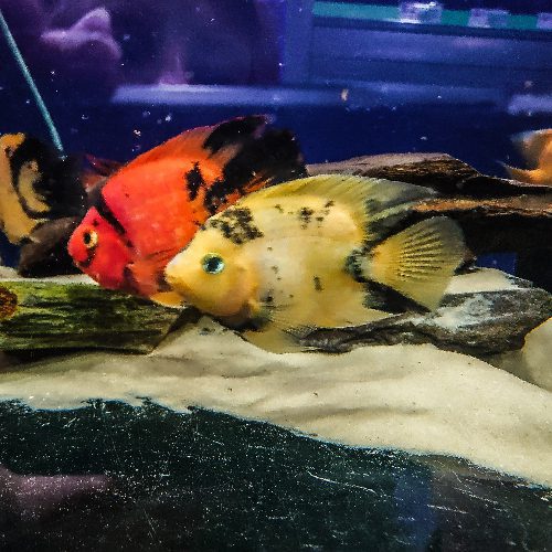 Yellow Tiger King Kong Parrot