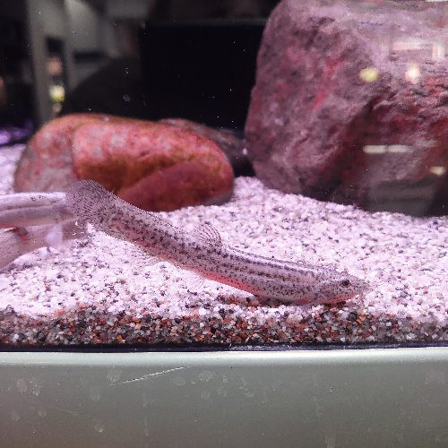 Weather Loach