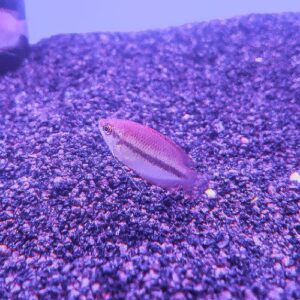 Honey Gourami