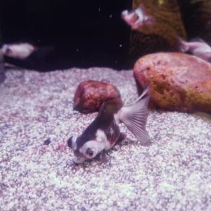 Panda Moor Fancy Goldfish Medium