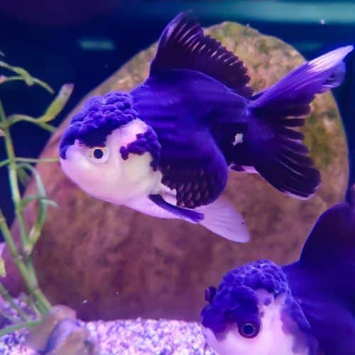 Panda Oranda Fancy Goldfish Small