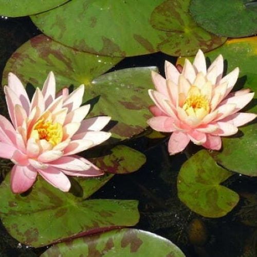 Peaches & Cream Lily 4 Litre