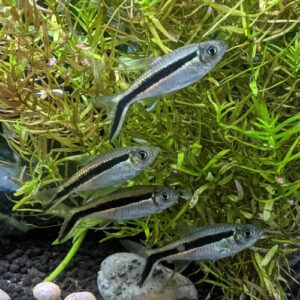Penguin Tetra