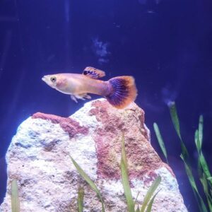 Pink Custard Guppy